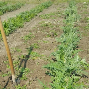 Carciofo violetto di Sant'Erasmo - Venezia