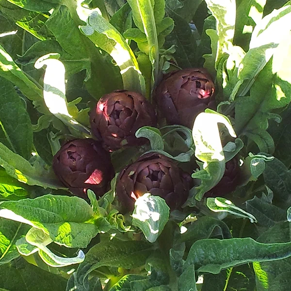 Carciofo violetto di Sant'Erasmo - Venezia
