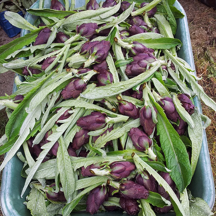 Carciofo violetto di Sant'Erasmo - Venezia