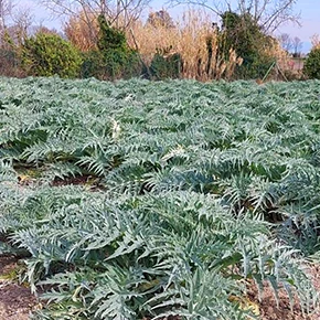 Carciofo violetto di Sant'Erasmo - Venezia