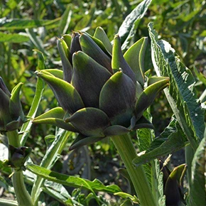 Carciofo violetto di Sant'Erasmo - Venezia