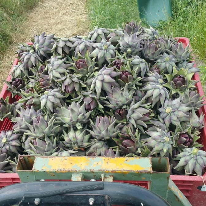 Carciofo violetto di Sant'Erasmo - Venezia