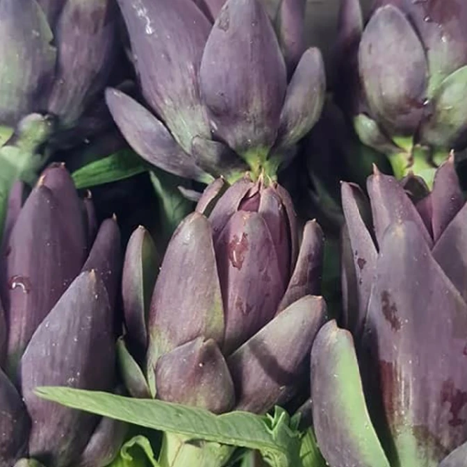 Carciofo violetto di Sant'Erasmo - Venezia